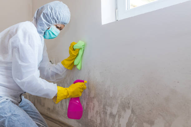 Best Environmental Consulting for Mold Prevention  in Golden Shores, AZ